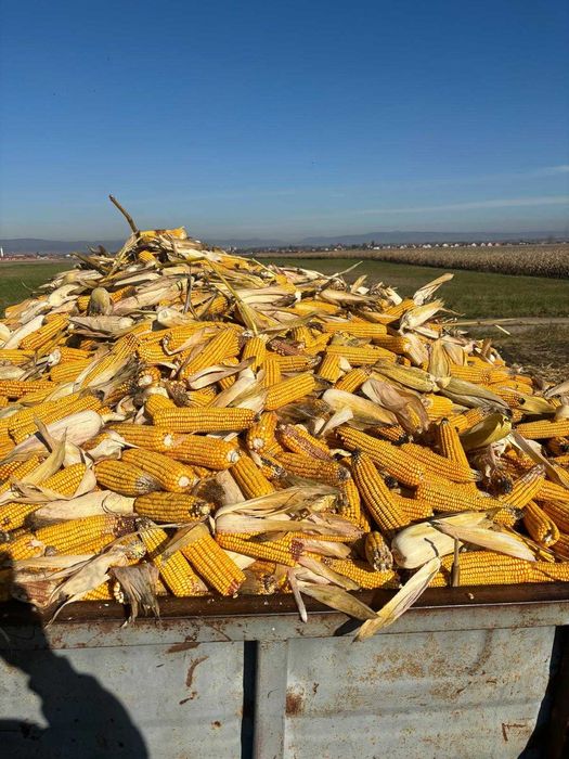 Vând porumb știuleți - productie 2025