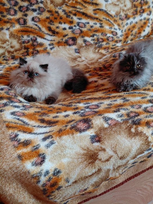 Căutăm căsuță pentru pisicuțele persane!