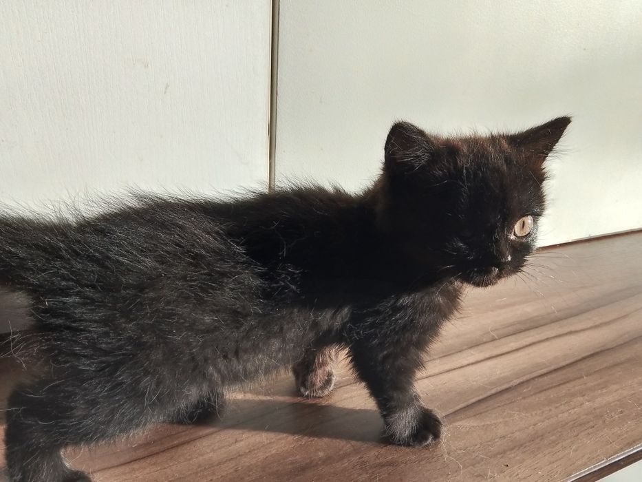 Отдам девочку британку чёрного окраса.