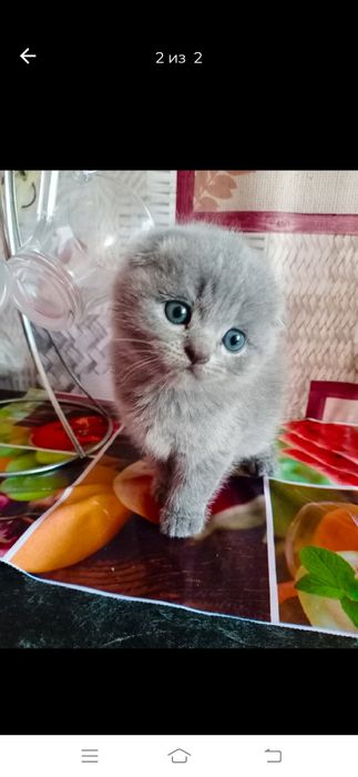 Продаются котята шикарные