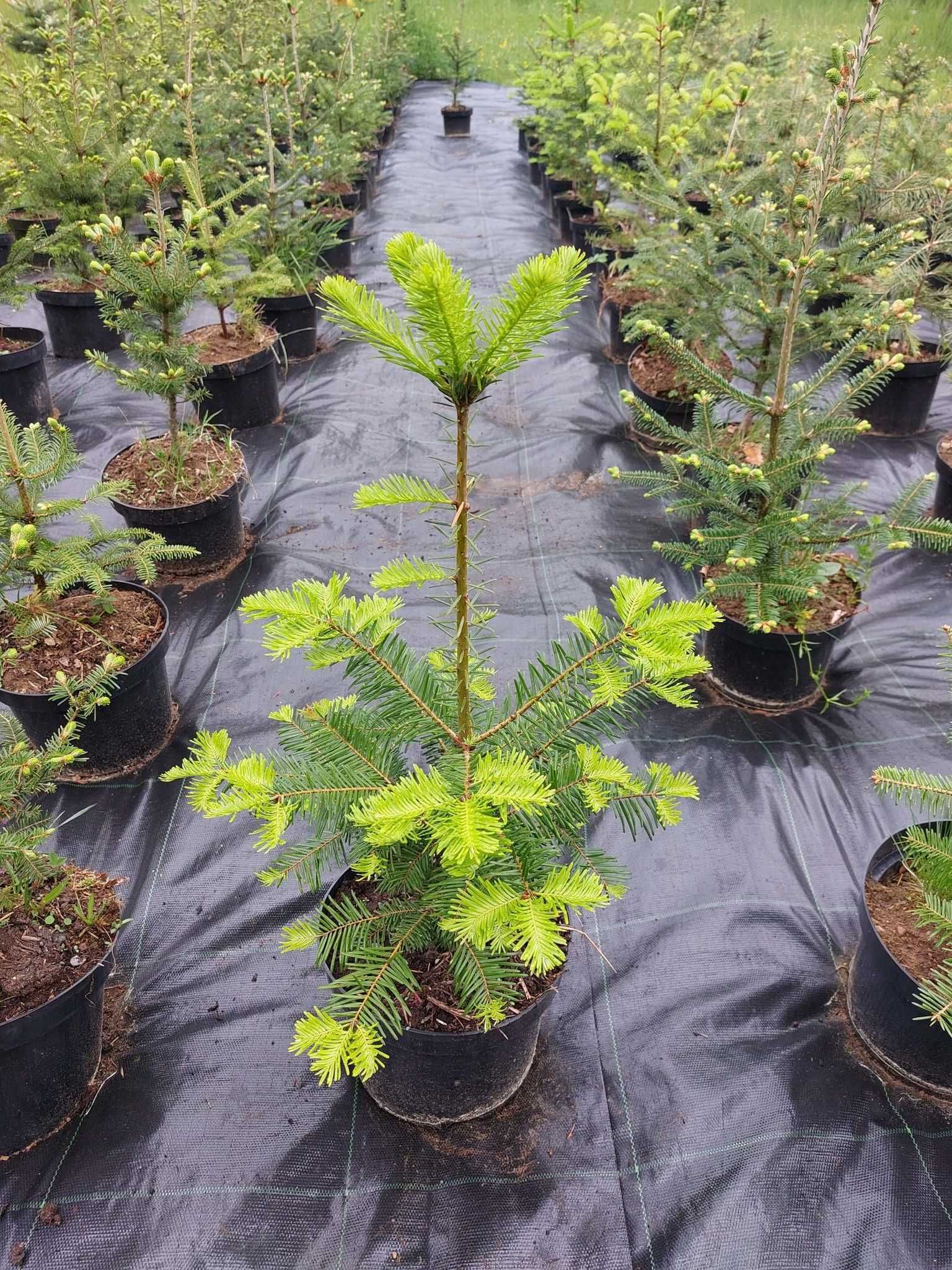 Brad american Abies grandis la ghiveci 5L- inaltime 60-80 cm (6 ani)