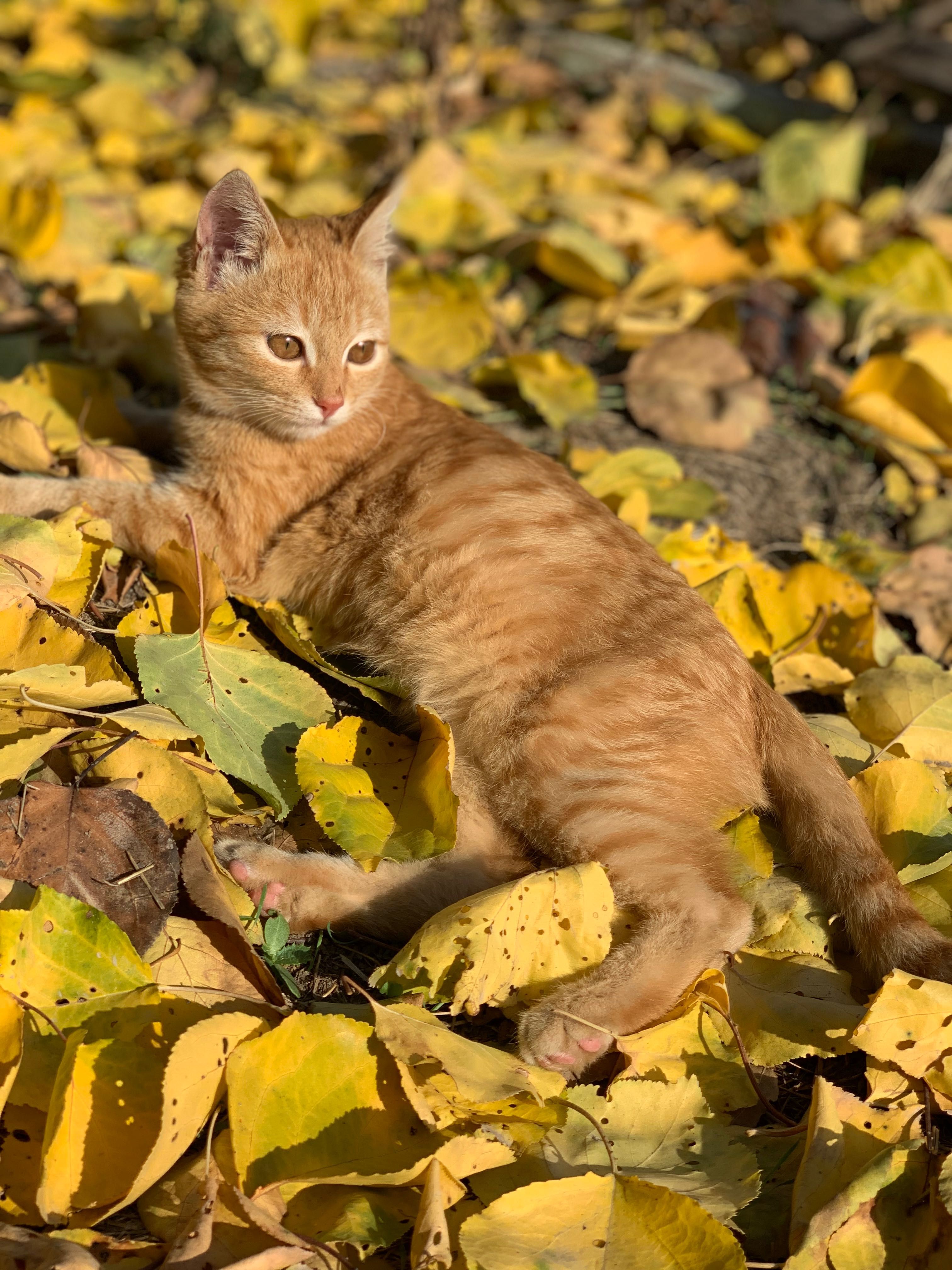 Котёнок 3 месяца, мальчик