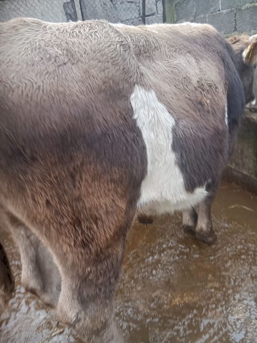 Vand doi tauri bruni