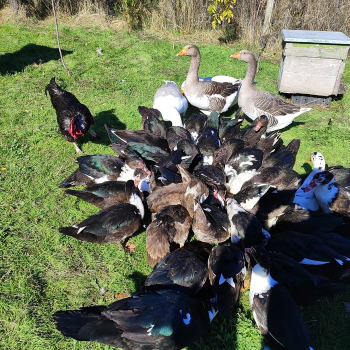 Продават се патици, гъски.