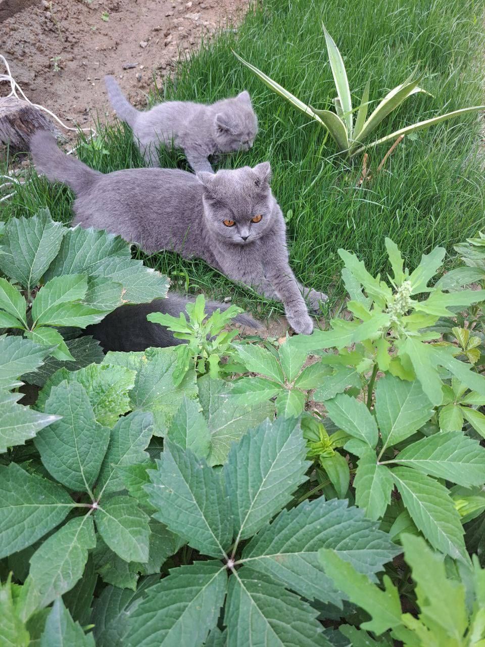 Scottish fold va scotish strayt 1,5oylik