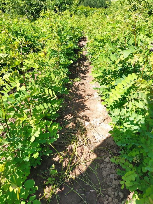 Puieți salcâm anul 1