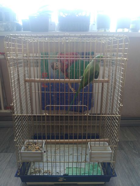 Продам ожирелового попугая