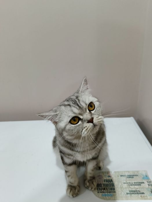 Отдадим кошку в добрые руки