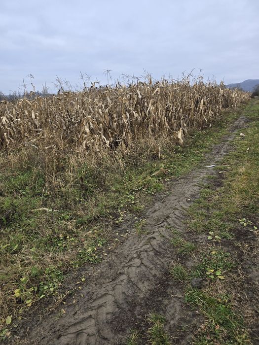 Porumb știuleți KWS