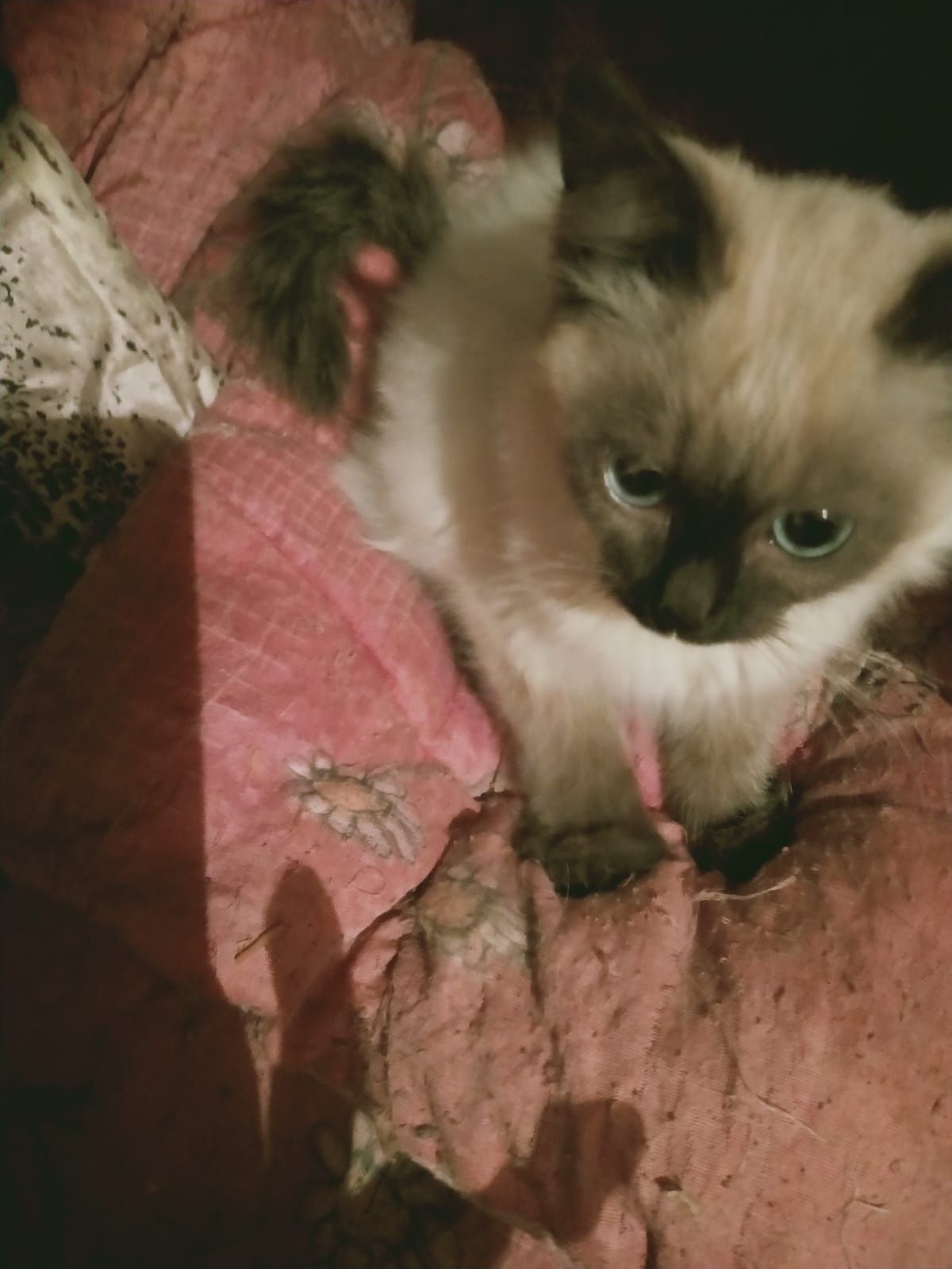 Ищеи дом для котенка