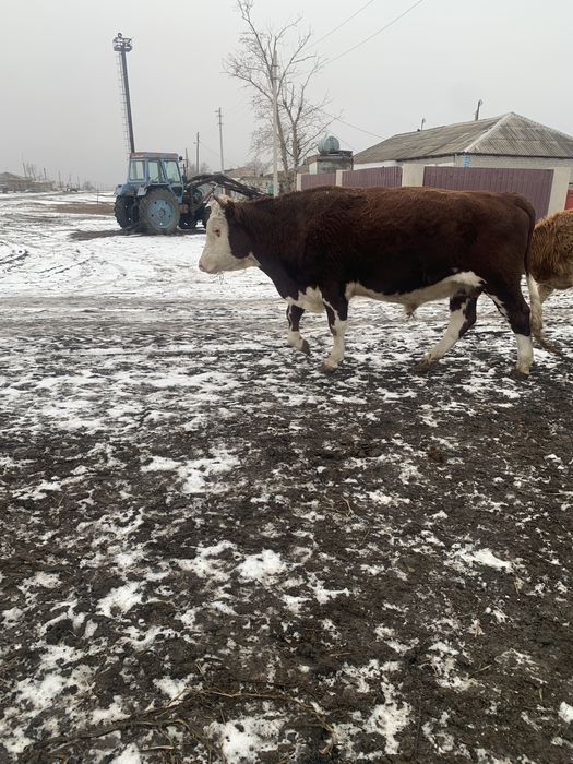 Продам 2,5 годовалого белоголового бычка.