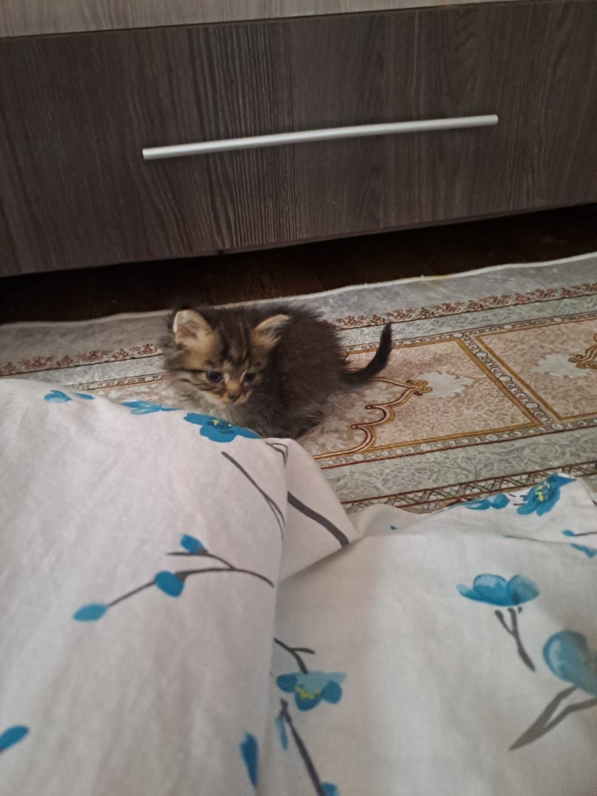Кот котенок кот котенок