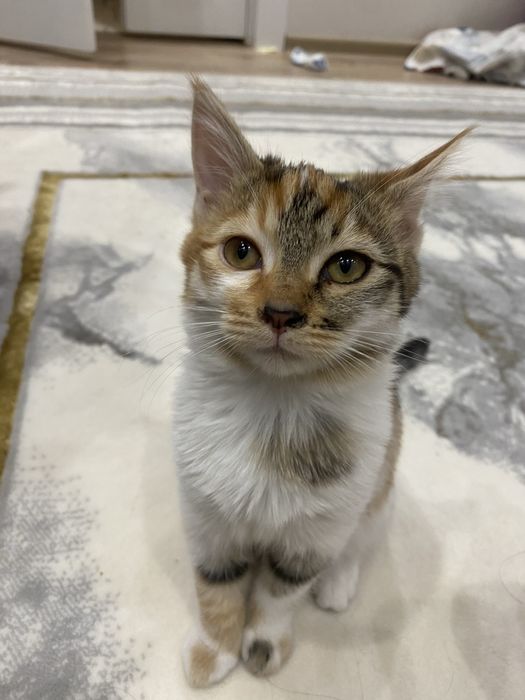 Отдам даром мушукчала берилади