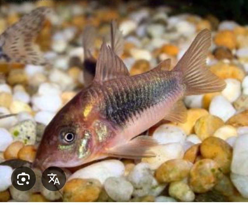 Продам коридорасы