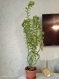 Продаю цветы "Педилантус". Рост почти метр
