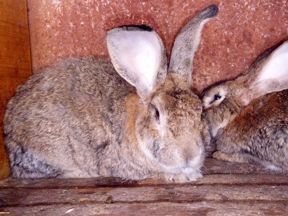 Продам молодую самку породы Фландр им 8 месяцев