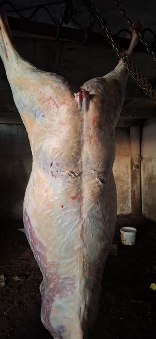 Продам мясо конина жабағы