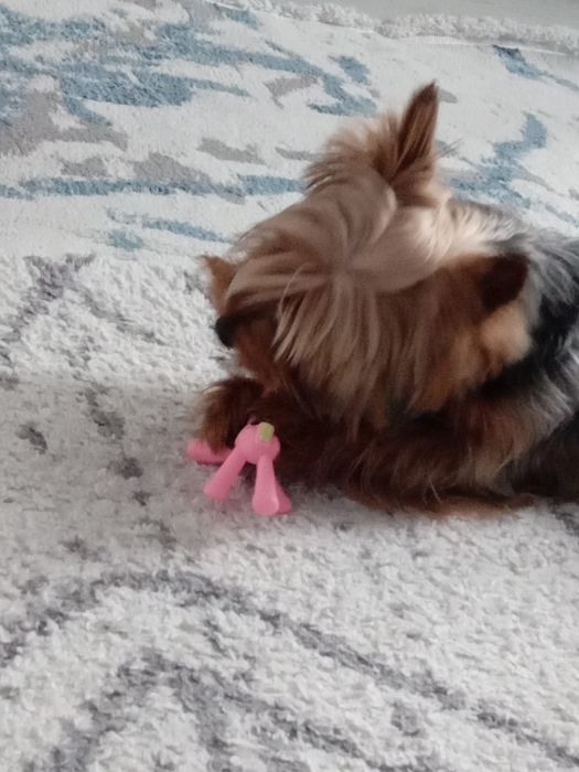 Продам собаку 11 месяцев