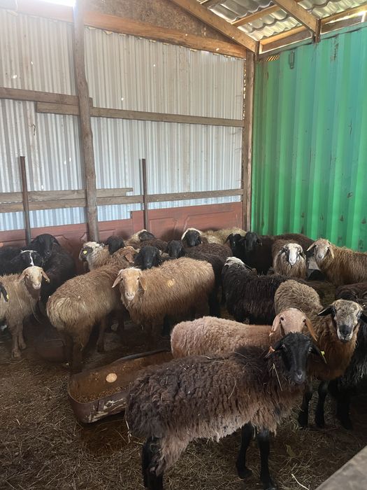 Продам сек токты оптом 64 бас