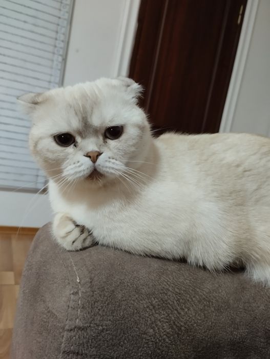 Продам  кошку. Цена символическая))