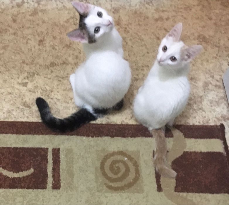 2 котика ищут дом