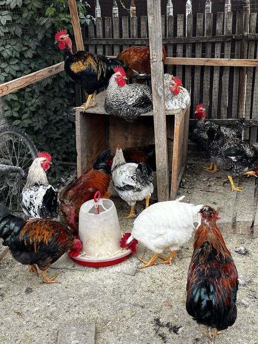 Vând cocoși de casă!