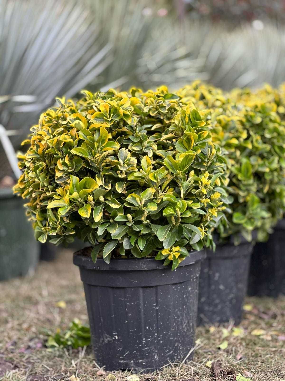 Spațiu verde de vis! Plante ornamentale gata de plantat!