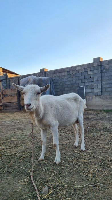 Заанен коза молочная 3,5 литров ,4 родовая, город Шымкент.