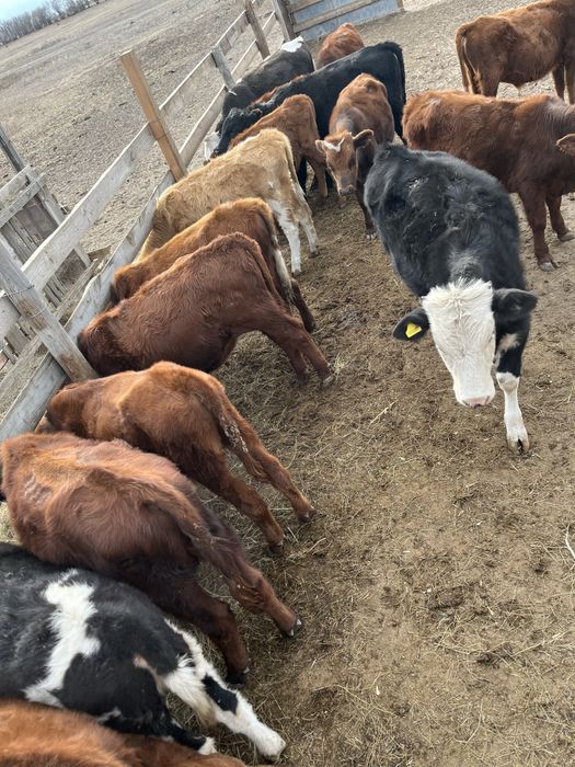 Продам телят этого года