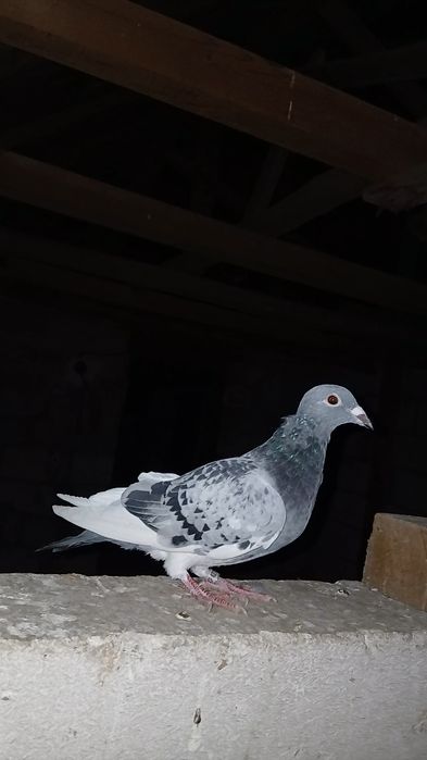 Porumbei de ornament