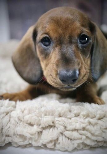 Teckel 1000 lei superb