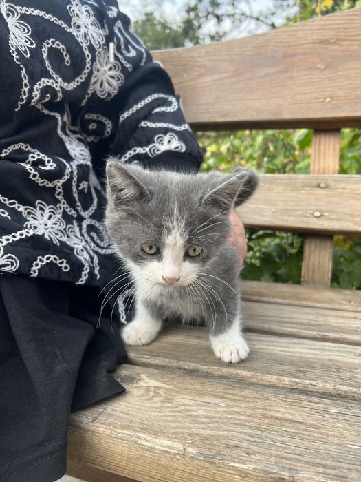 Котята бесплатно