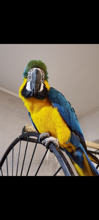 Papagal Ara Ararauna