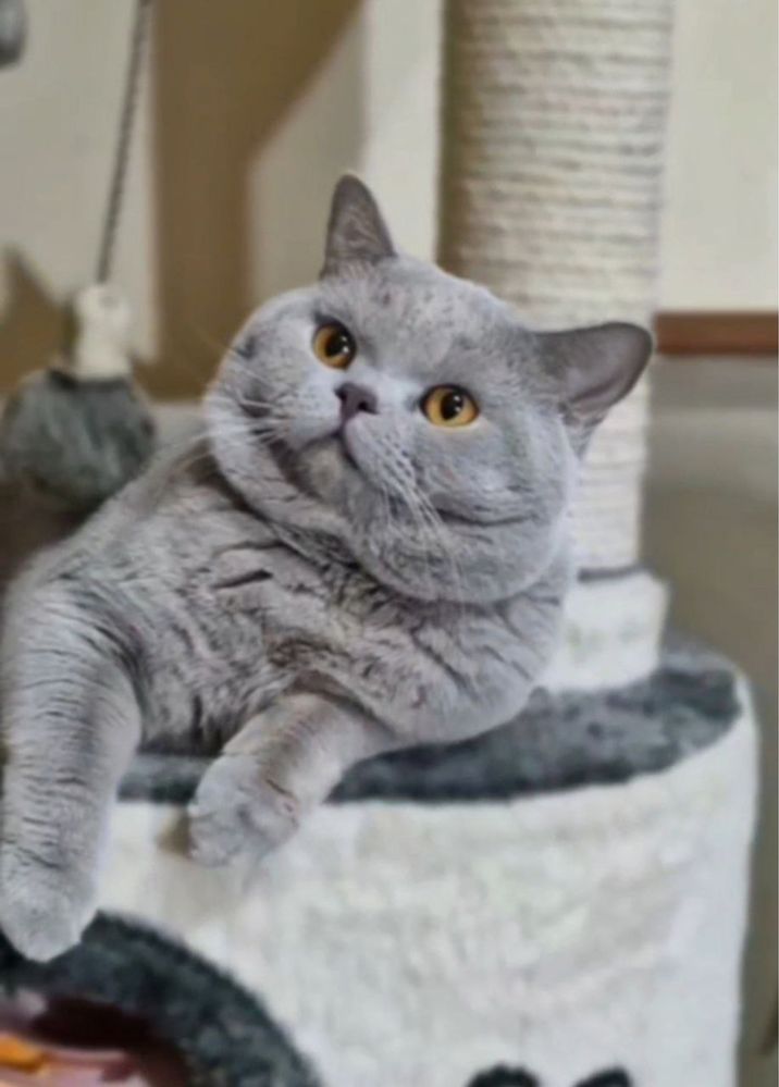 Кот на вязку привозной короткошерстный британец