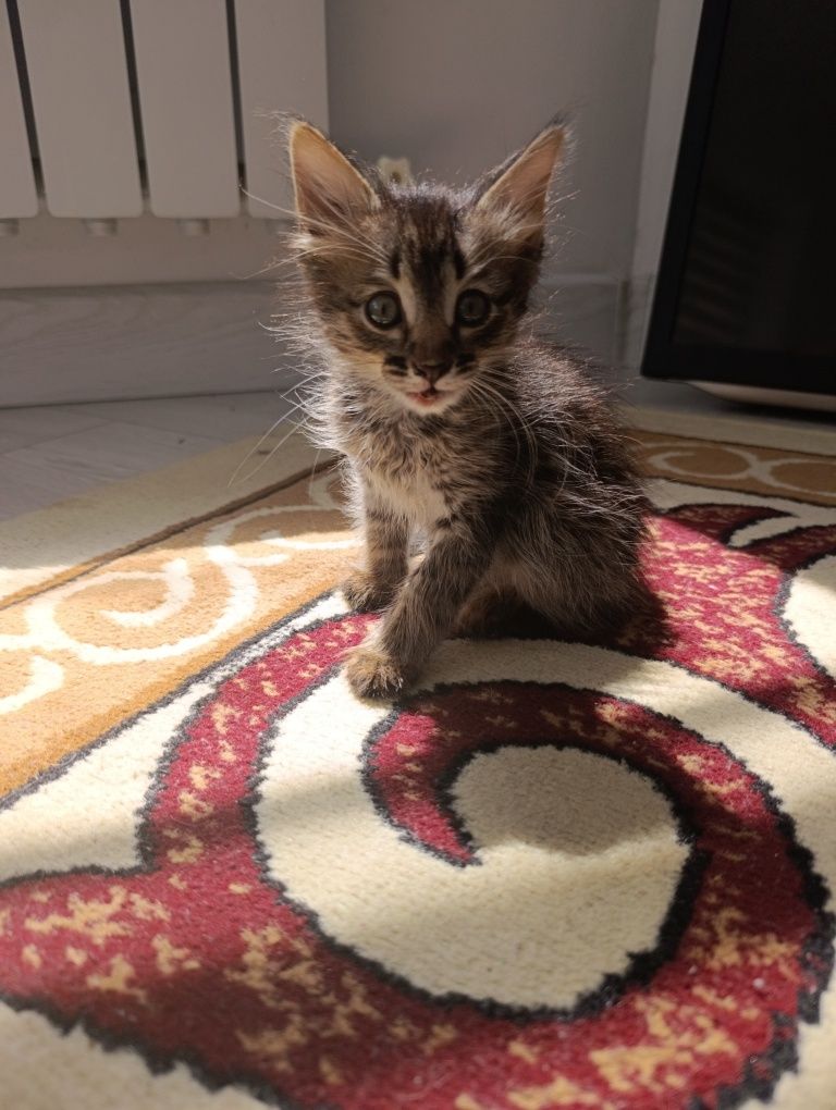 Котенок в добрые руки