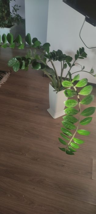 Замиокулькос или долларовое дерево