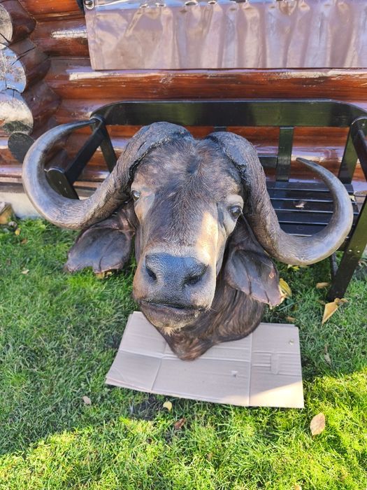 Bust naturalizat Bivol koopf