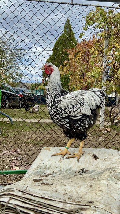 Cocosi Wyandotte Wiandotte 2025 TOP rasa pura GSG albastru auriu