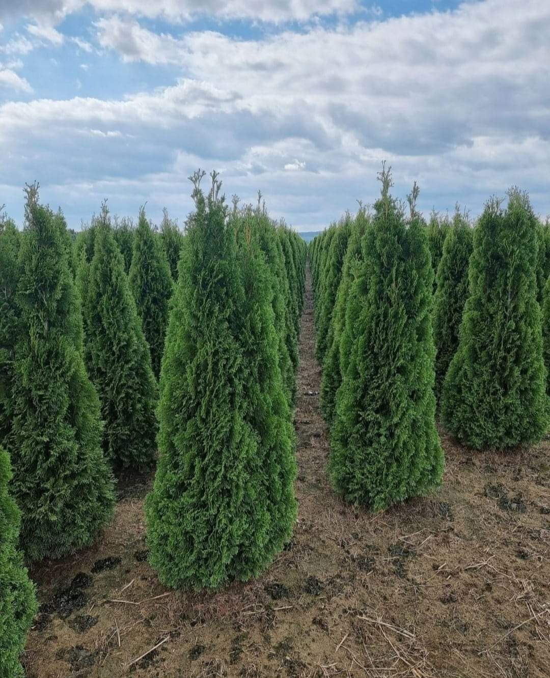 Tuia smaragd/ leylandii 2.3m - 2.5m/ calitate premium