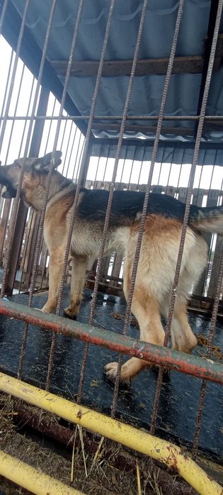 Продам немецкую овчарку