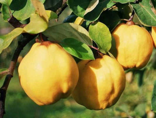 Pomi fructiferi La Ghiveci (Gutui )