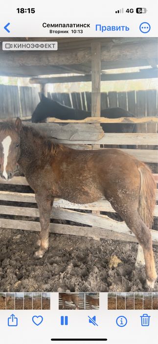 Семыз жабагы сатылад