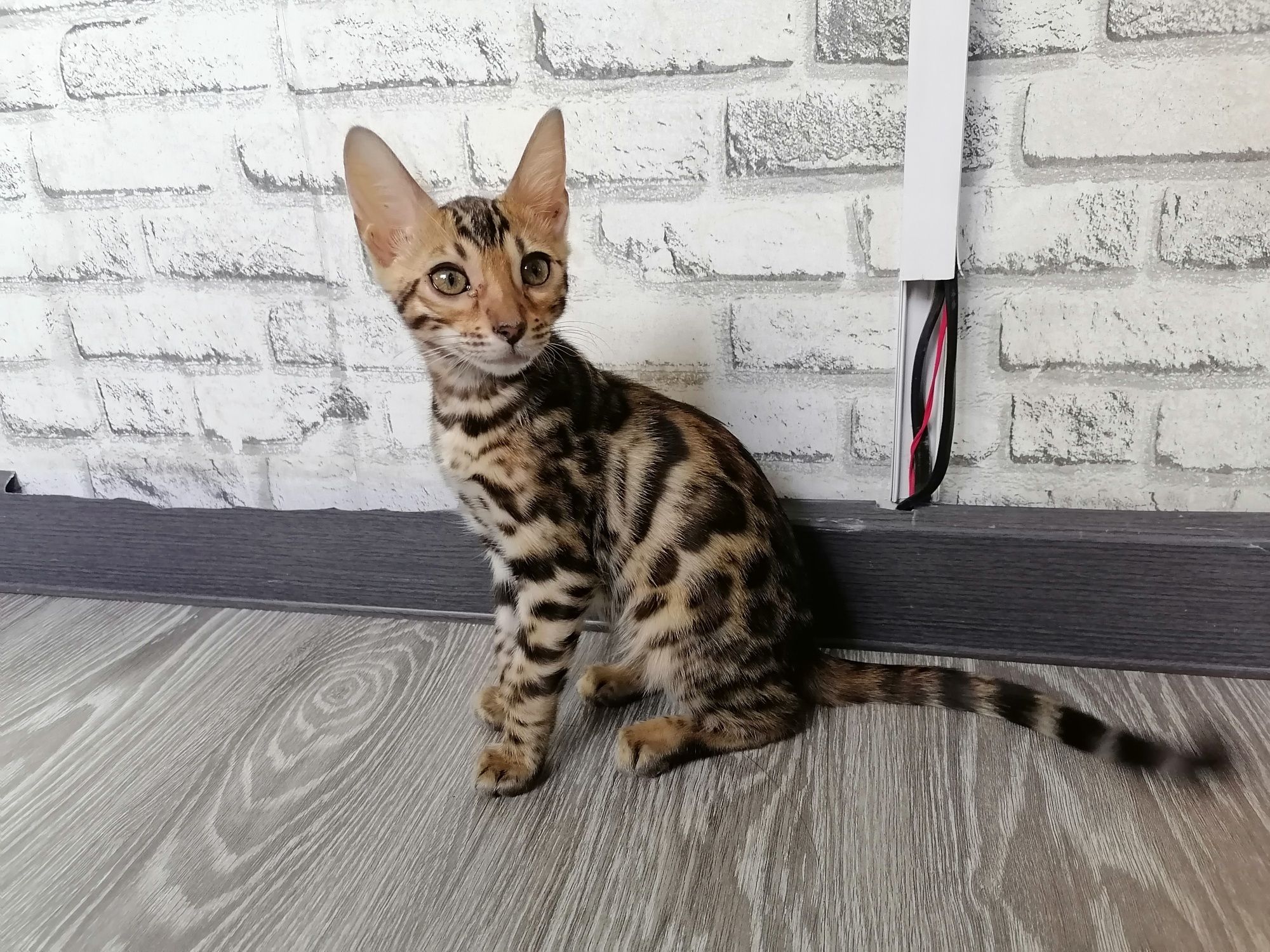 Бенгальская кошка чистокровная 100%