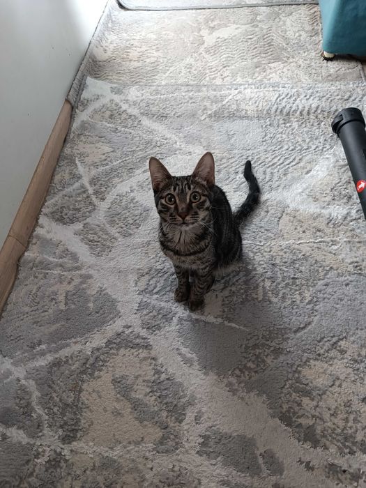 Мальчик , кастрация в подарок