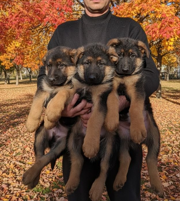 Шенки чистокровной немецкой овчарки