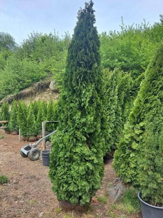 Pachet gazon +montaj 50 ron