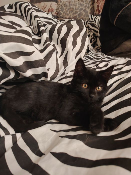 Отдам в хорошие руки