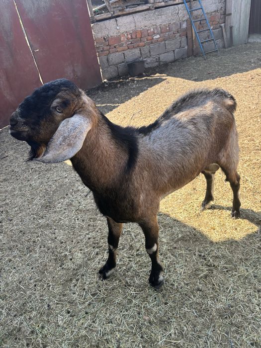 Vand tap anglonubian