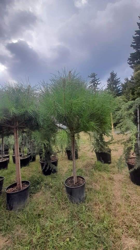 Tuia occidentalis smaragd pon pon enupar cedrus bonsaier