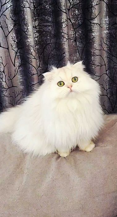 Scottish straight longhair pedigree exemplar superb, bijuterie